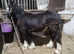 Lovely 6 month old cob colt