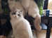 Beautifull GCCF Reg blue pointed Mitted  kittens