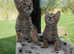 Fabulous Purebred Savannah Kittens - READY NOW!