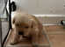 Fluffy Goldador puppies