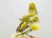 Canaries