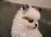 Griffon x Pomeranian for sale