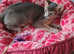 Blue Abyssinian male kittens ready now