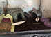 Giant land snails and enclosure