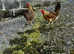 PARTRIDGE LEGHORN HATCHING EGGS