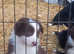 bearded collie x border collie