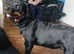 Rottweiler male 9 months