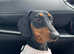 Beautiful Female Dachshund