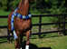 Arab stallion