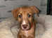 2 Beautiful Fur Babies Left