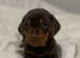 Dachshund gorgeous chocolate & tan boy