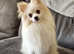 Pomeranian girl