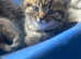 Beautiful British shorthair x kittens ready to leave now