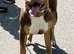 ABKC American xl bully girl for re homing ASAP