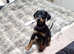 Gorgeous extremely loving doberman girl top pedigree