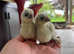 Pekin Bantam chicks for sale