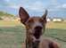 2 year old pharaoh hound male needs a new home