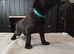 Bullmastiff/labrador puppies