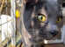 Russian blue X kittens NOW ALL GONE !!
