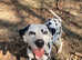Female KC reg Dalmatian for sale