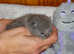 Beautiful  GCCF Registered Pedigree bsh kittens from toplines. Payment plan options,