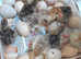 Turkey Poults Bourbon Reds and Norfolk Bronze