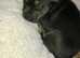 10 week old Rottweiler X Staffy puppy