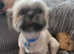 8 MONTH OLD SHIH TZU FOR SALE