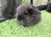 Sable and black double mane mini lion lop baby rabbits *READY NOW*