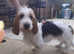 2 Year Old Basset Griffon Vendeen - £500 open to offers.