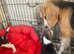 Beagle pups ready 31 aug