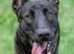 7 months Mali excellent with kids
