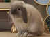 Lop