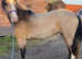 Registered Welsh D filly
