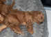 STUNNING RED COCKAPOO PUPPIES