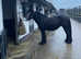 13-2 black cob mare