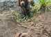 Sprocker dog