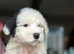 Old English Sheepdog puppies