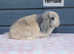 Gorgeous mini lop rabbits ready now