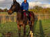Flashy 17.2 Irish Sports Horse to suit SJ, Dressage, Eventing or Hunting.