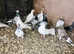I have mixed colour and mixed birds for sale