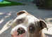Beautiful merle male 2 years old