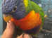 Beautiful baby rainbow lorikeet talking parrot