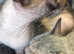 Adorable Lykoi Werewolf kittens