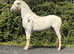 15.1/2h 3Yo Stunning Gelding