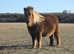 Reg spsbs miniature shetland mare