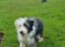 Beautiful beardied collie girl