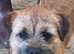 KC REG, SLEM CLEAR, QUALITY PUPS