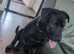 Staffy Labrador cross sharpie