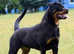 Beautiful Female Rottweiler
